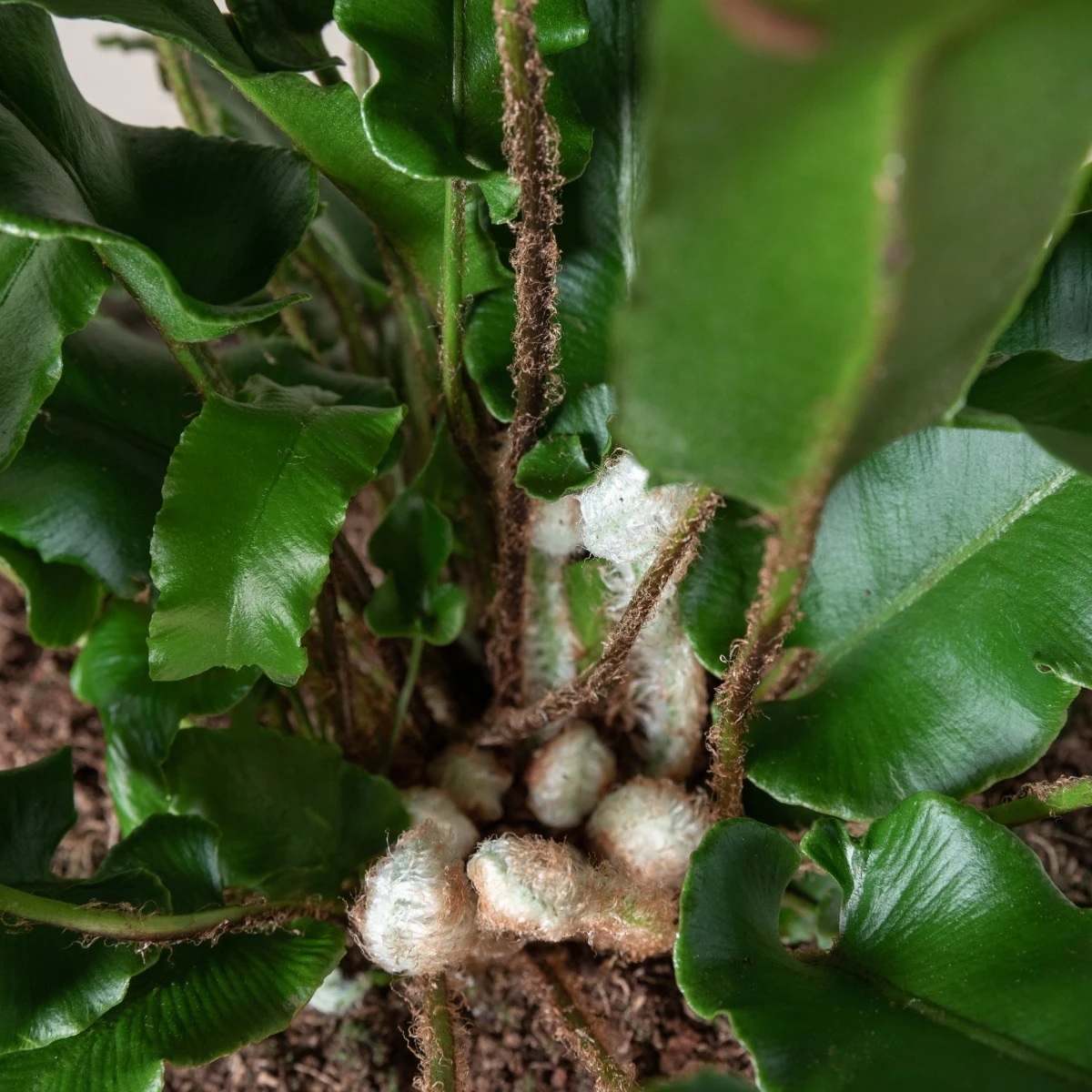 Asplenium Scolopendrium 15 Asplenium Scolopendrium - Image 13