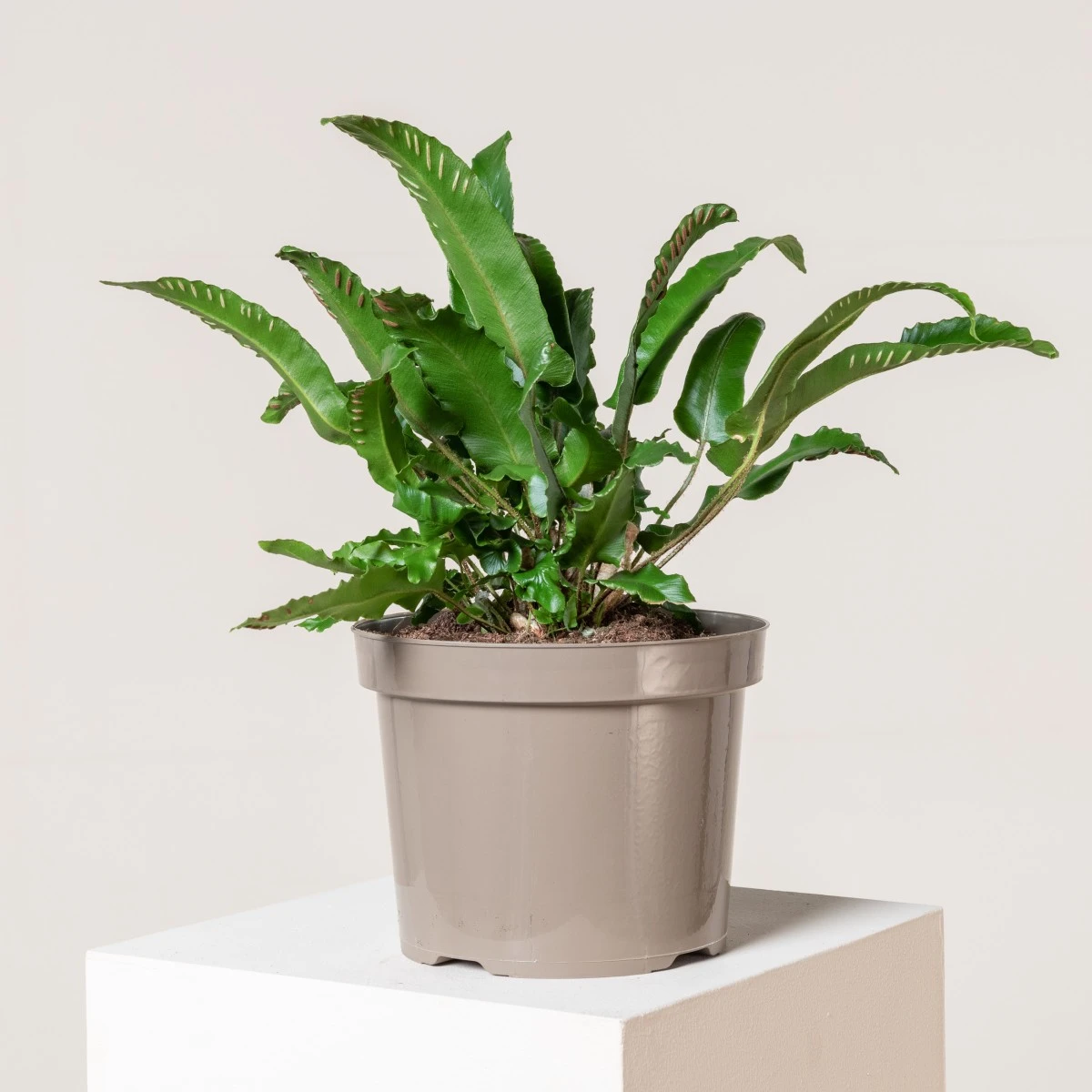 Asplenium Scolopendrium 16 Asplenium Scolopendrium - Image 14