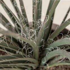 Hesperaloe Parviflora -The Palm Centre 237 scaled 1