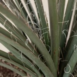 Hesperaloe Parviflora -The Palm Centre 239 scaled 1