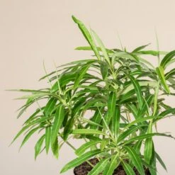 Euphorbia Mellifera -The Palm Centre 2914