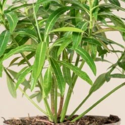 Euphorbia Mellifera -The Palm Centre 2915