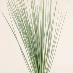 Dasylirion Longissimum -The Palm Centre 33 scaled 1