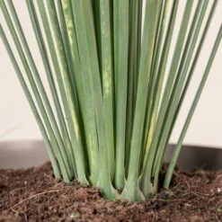 Dasylirion Longissimum -The Palm Centre 34 scaled 1