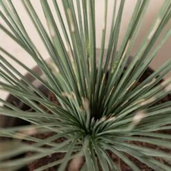 Dasylirion Longissimum -The Palm Centre 35 scaled 1