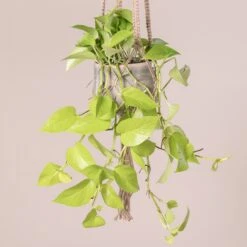 Scindapsus ‘Golden Pothos’