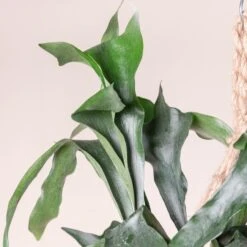 Platycerium Bifurcatum -The Palm Centre 359 scaled 1