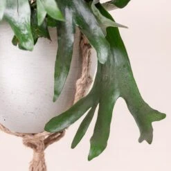 Platycerium Bifurcatum -The Palm Centre 360 scaled 1