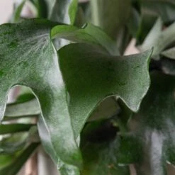 Platycerium Bifurcatum -The Palm Centre 361 scaled 1