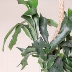 Platycerium Bifurcatum -The Palm Centre 363 scaled 1