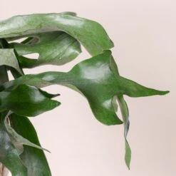 Platycerium Bifurcatum -The Palm Centre 364 scaled 1