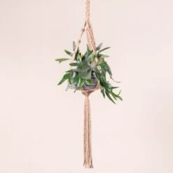 Platycerium Bifurcatum -The Palm Centre 365 scaled 1