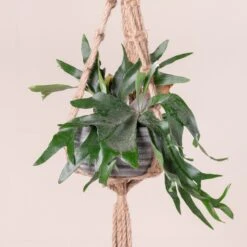 Platycerium Bifurcatum -The Palm Centre 366 scaled 1