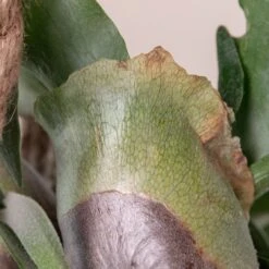 Platycerium Bifurcatum -The Palm Centre 368 scaled 1