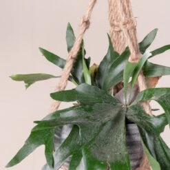 Platycerium Bifurcatum -The Palm Centre 369 scaled 1