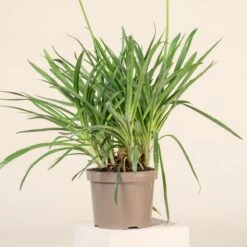 Agapanthus Africanus ‘Albus’ -The Palm Centre 3722