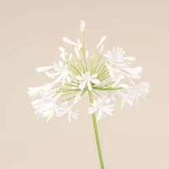 Agapanthus Africanus ‘Albus’ -The Palm Centre 3723