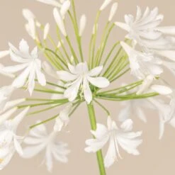 Agapanthus Africanus ‘Albus’ -The Palm Centre 3724