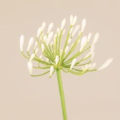 Agapanthus Africanus ‘Albus’ -The Palm Centre 3725