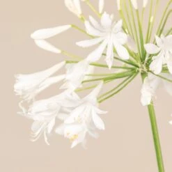 Agapanthus Africanus ‘Albus’ -The Palm Centre 3726