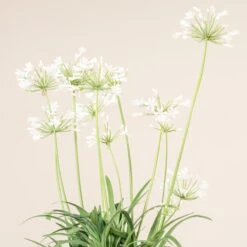 Agapanthus Africanus ‘Albus’ -The Palm Centre 3733