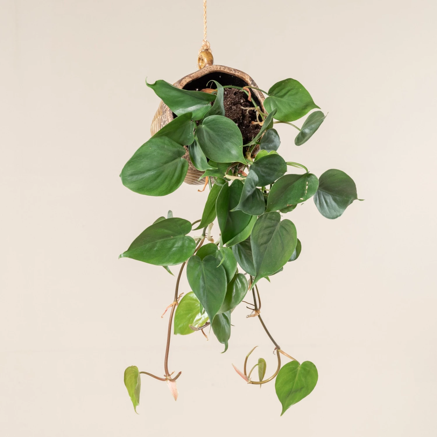 Philodendron Scandens 3 Philodendron Scandens