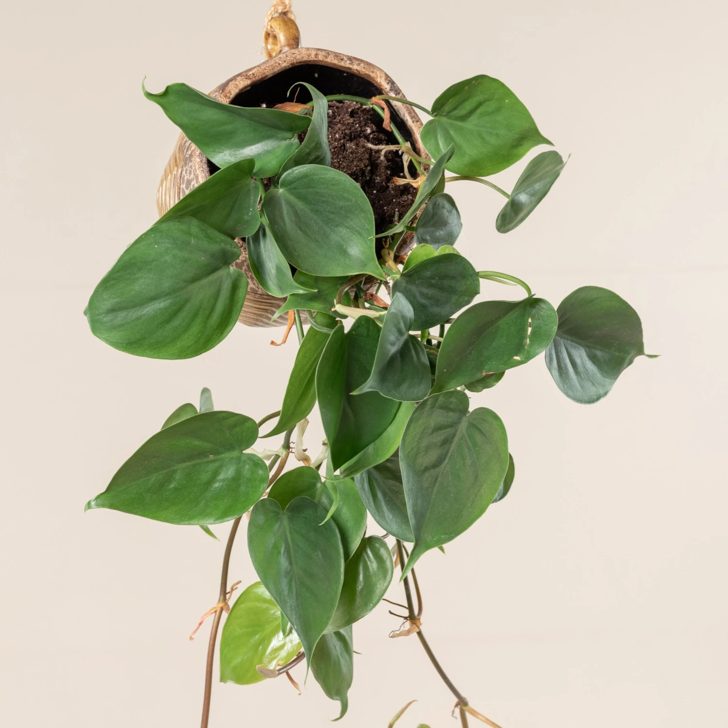 Philodendron Scandens 4 Philodendron Scandens - Image 2