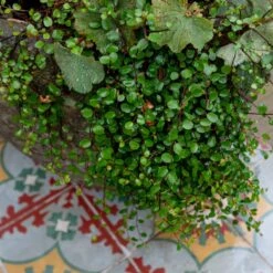 Muehlenbeckia Complexa -The Palm Centre 3782