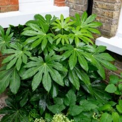Fatsia Japonica -The Palm Centre 3784