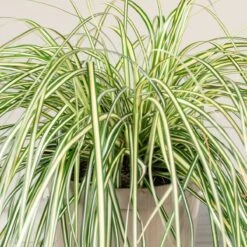 Carex Oshimensis ‘Evergold’ -The Palm Centre 3857