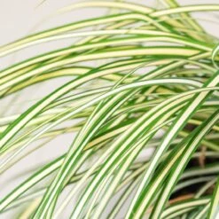 Carex Oshimensis ‘Evergold’ -The Palm Centre 3859