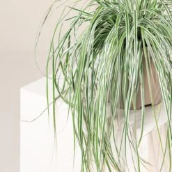 Carex Oshimensis ‘Everest’ -The Palm Centre 3863 1