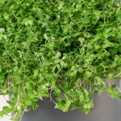 Soleirolia Soleirolii -The Palm Centre 3883