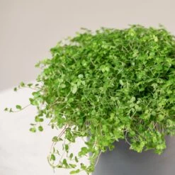 Soleirolia Soleirolii -The Palm Centre 3885