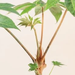 Tetrapanax Papyrifer 30 Tetrapanax Papyrifer -The Palm Centre 3898