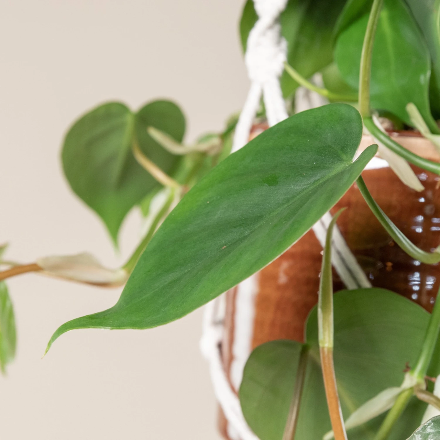 Philodendron Scandens 6 Philodendron Scandens - Image 4