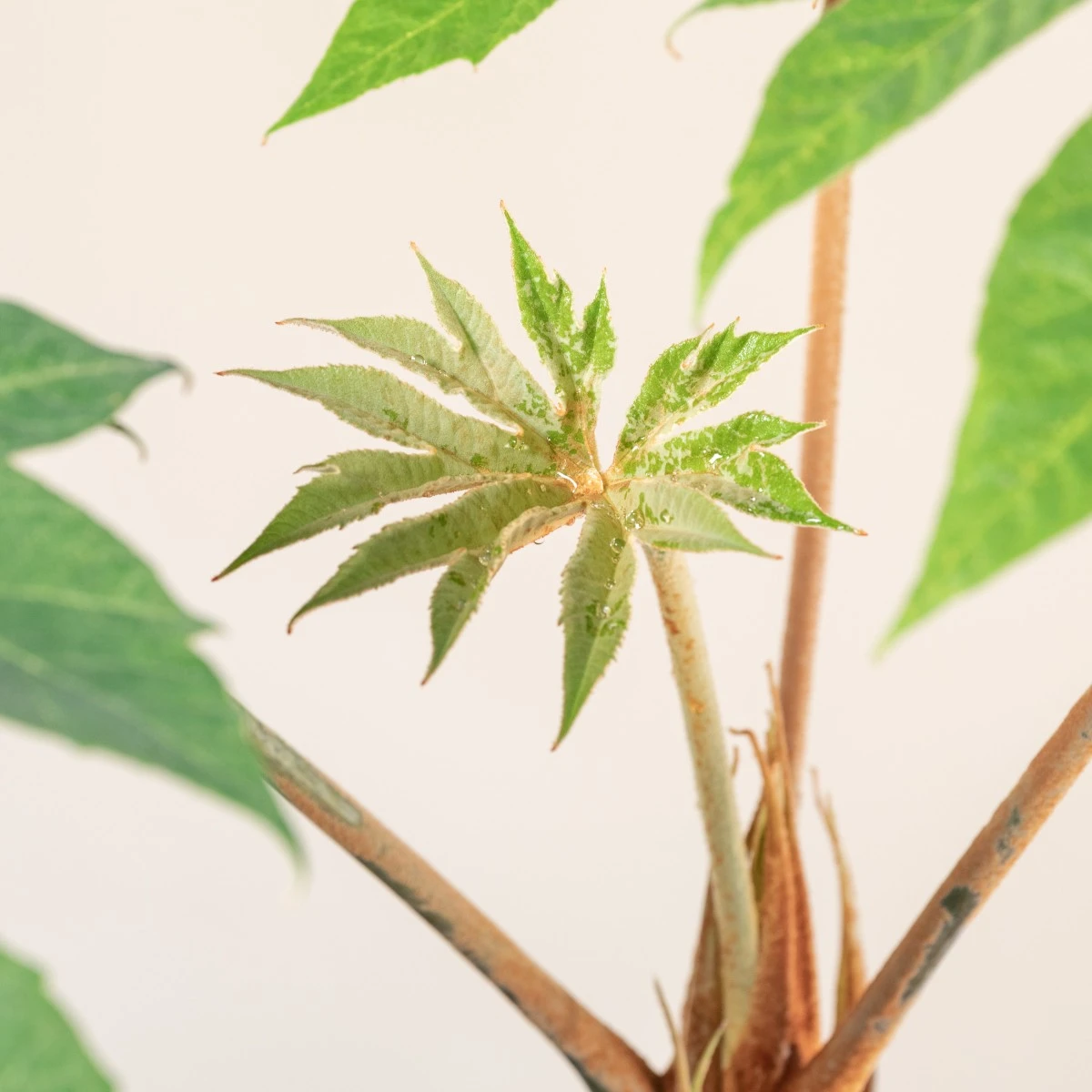 Tetrapanax Papyrifer 18 Tetrapanax Papyrifer - Image 16