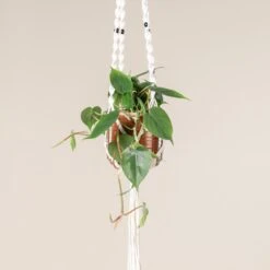 Philodendron Scandens 11 Philodendron Scandens -The Palm Centre 391 scaled 1