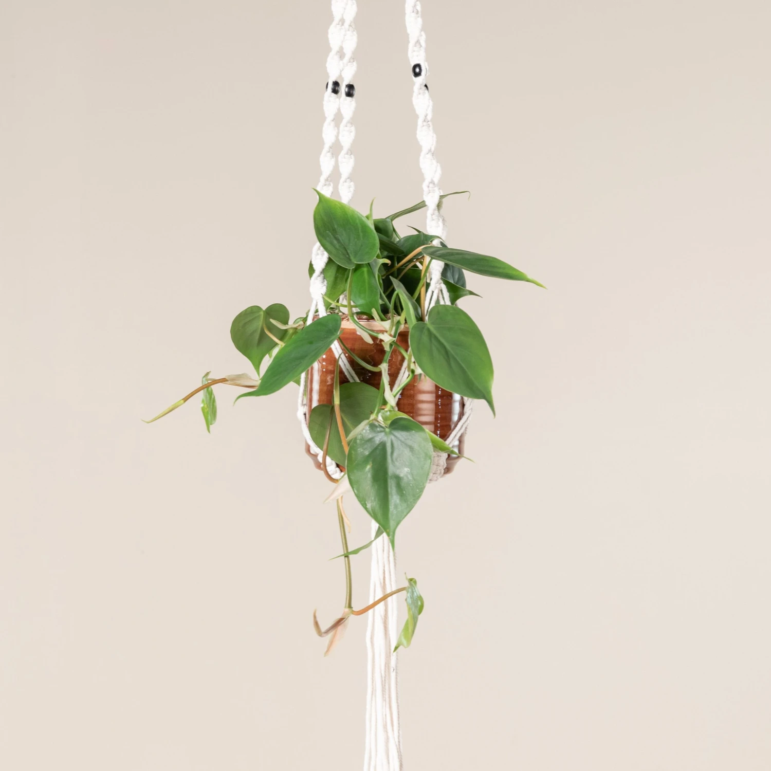 Philodendron Scandens 7 Philodendron Scandens - Image 5