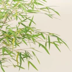 Fargesia Angustissima -The Palm Centre 4 scaled 1