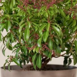 Pieris Japonica ‘Passion’ -The Palm Centre 4085