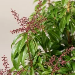 Pieris Japonica ‘Passion’ -The Palm Centre 4087