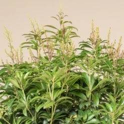 Pieris Japonica ‘Bonfire’ -The Palm Centre 4117