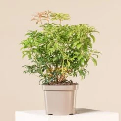 Pieris Japonica ‘Bonfire’ -The Palm Centre 4120