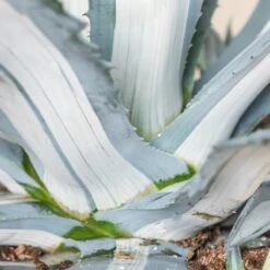 Agave Americana ‘Mediopicta Alba’ -The Palm Centre 4131