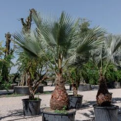 Brahea Armata -The Palm Centre 4140