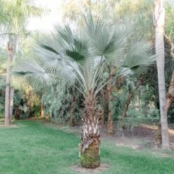 Brahea Armata -The Palm Centre 4142