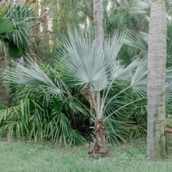 Brahea Armata -The Palm Centre 4143