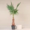 Washingtonia Robusta -The Palm Centre 4265