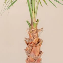 Washingtonia Robusta -The Palm Centre 4266